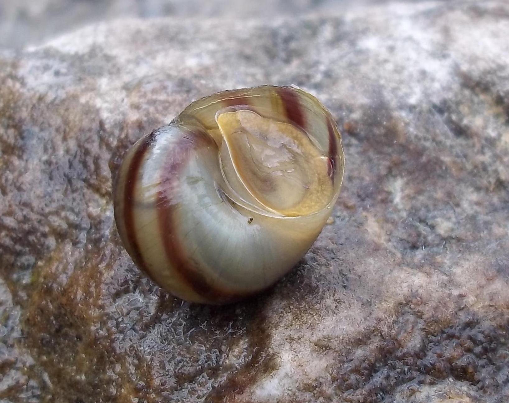 identificazione dulciaquicola